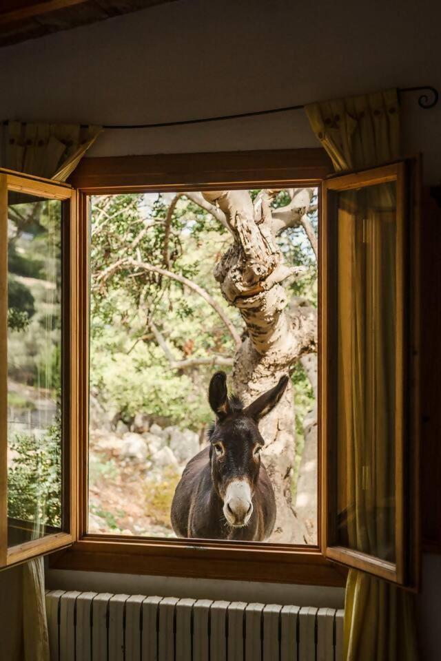 Вилла Casa Tramuntana Вальдемоса Номер фото